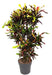 codiaeum-mammi-o31cm-↕130cm