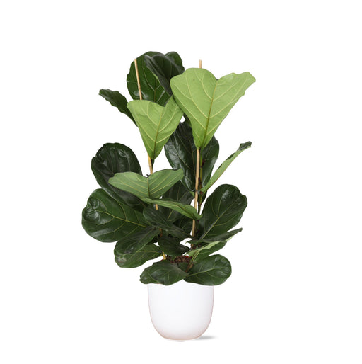 ficus-lyrata-o24cm-↕120cm-in-boule-wit-pot