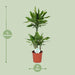 dracaena-golden-coast-o21cm-↕90cm