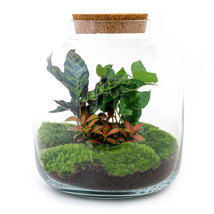 diy-terrarium-billie-botanical-↕-30-cm-rake-shovel-tweezer