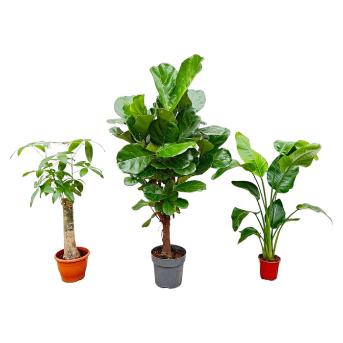 combi-deal-strelitzia-nicolai-70-cm-wout-l-130-cm-ficus-lyrata-vertakt-160cm