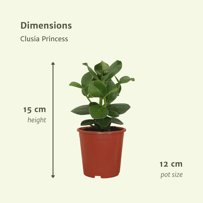 2x-clusia-princess-handtekeningboom-30cm-o12