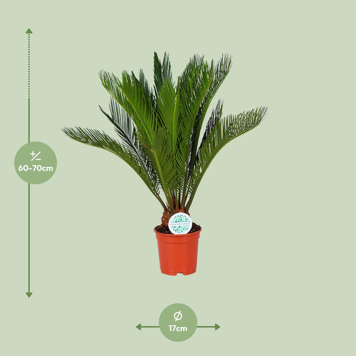 cycas-revoluta-o17cm-↕70cm