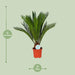 cycas-revoluta-o17cm-↕70cm