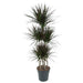 dracaena-magenta-carrousel-150cm-o31