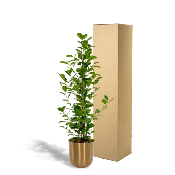 ficus-microcarpa-moclame-95cm-o21cm-pot-mayk-gold