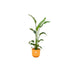 combi-deal-strelitzia-nicolai-inclusief-elho-jazz-round-geel-o23-130-cm