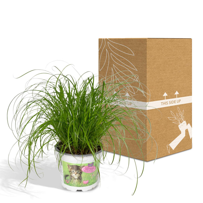 cyperus-alternifolius-kattengras-20cm-o12