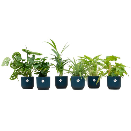 verrassingsbox-6-planten-inclusief-elho-vibes-fold-round-o14-blauw