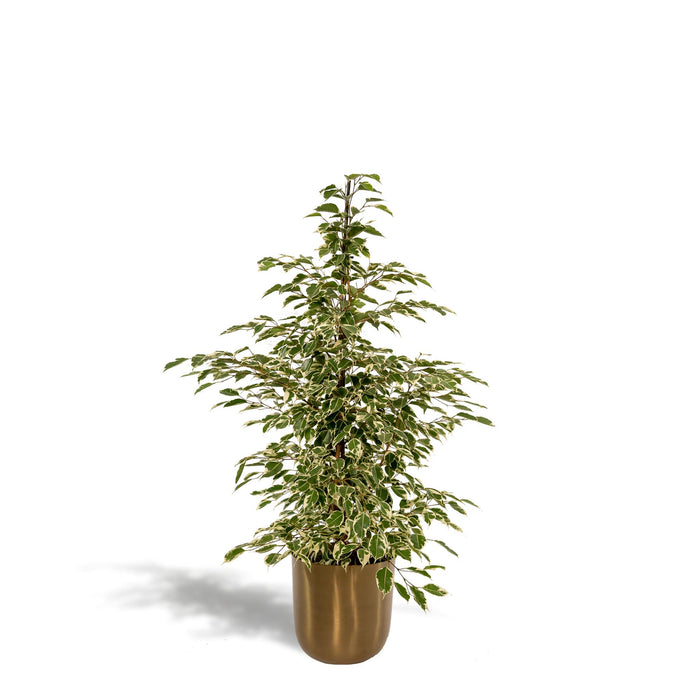 ficus-benjamina-twilight-95cm-o21cm-pot-mayk-gold