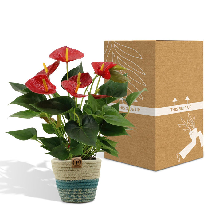 anthurium-andreanum-diamond-red-incl-pure-mand-45cm-o12