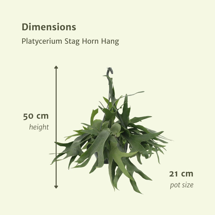 platycerium-hertshoorn-hang