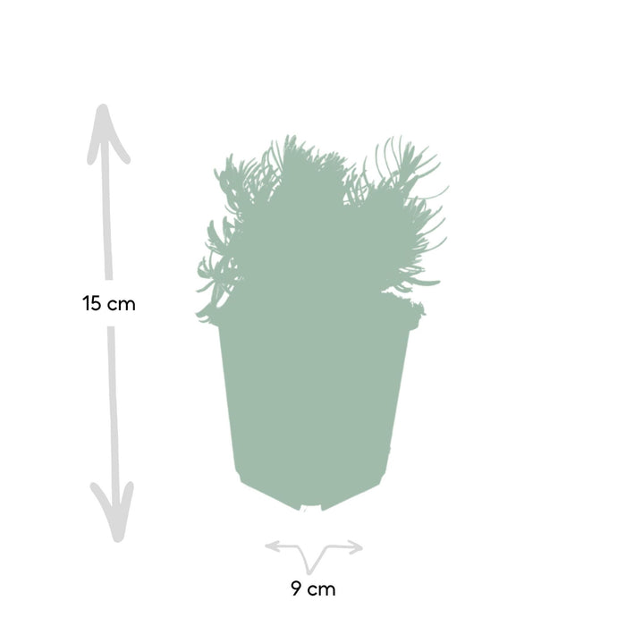 6x-lavandula-hidcote-↕10-25cm-o9cm