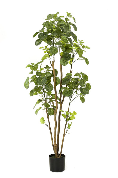 kunstplant-polyscias-aralia-160-cm