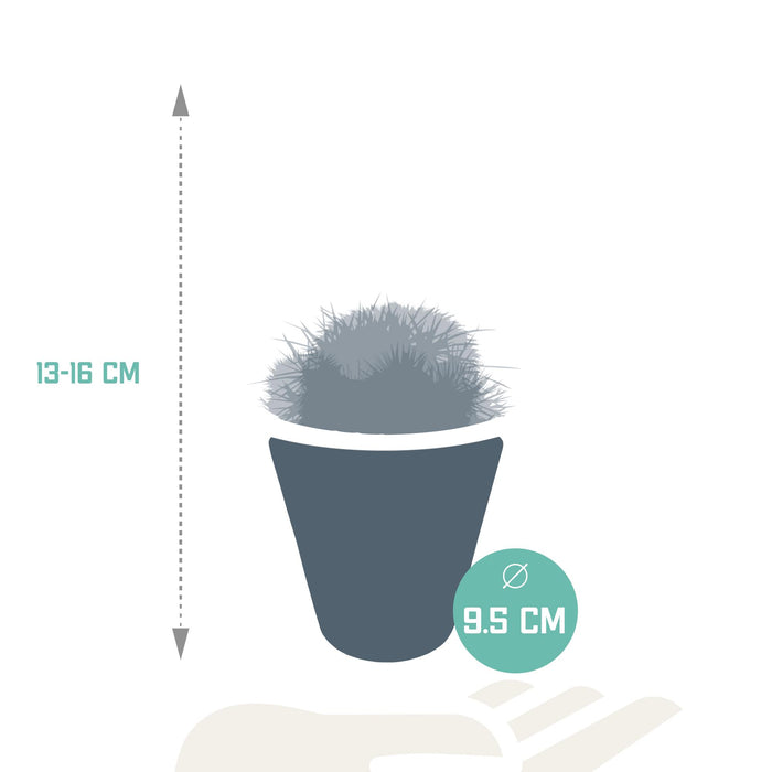 bolcactus-mix-8-5-cm-3-stuks-in-witte-pot