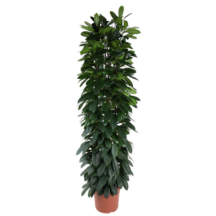 ficus-cyatistipula-zuil-220-cm-o40