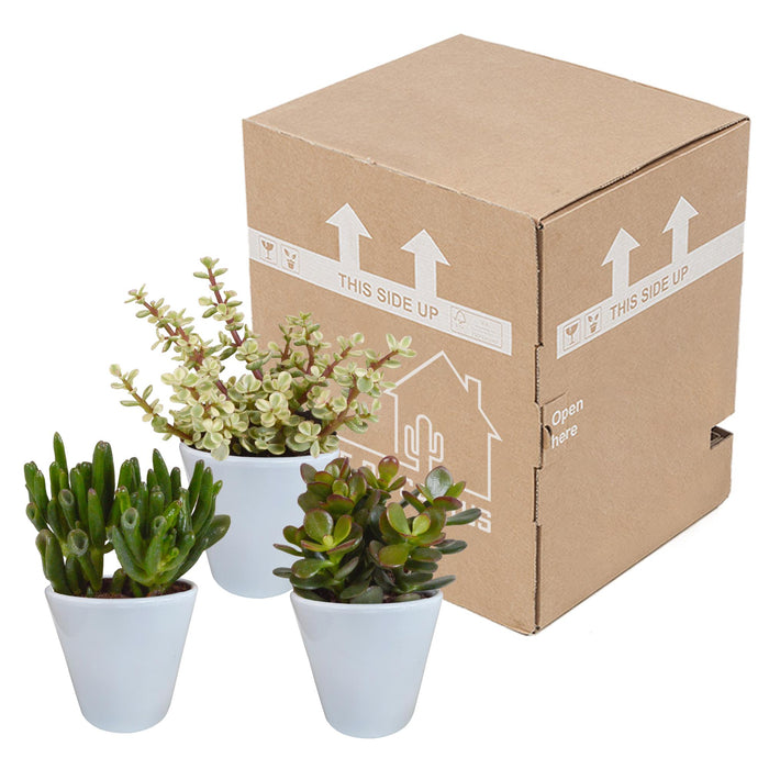 crassula-mix-8-5-cm-3x-in-witte-pot