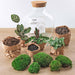 diy-terrarium-fat-joe-↕-30-cm-normal