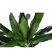 dracaena-janet-lindt-o24cm-↕120cm