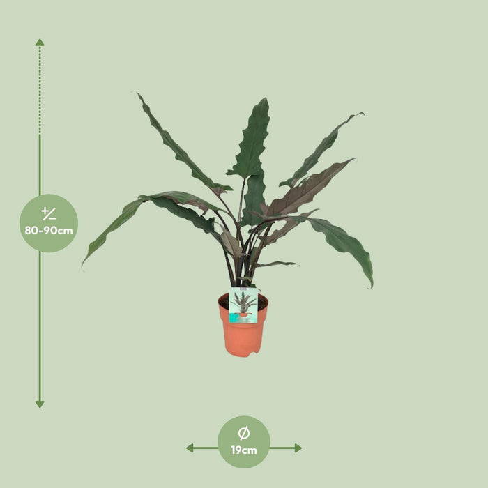 alocasia-lauterbachiana-o19cm-↕85cm