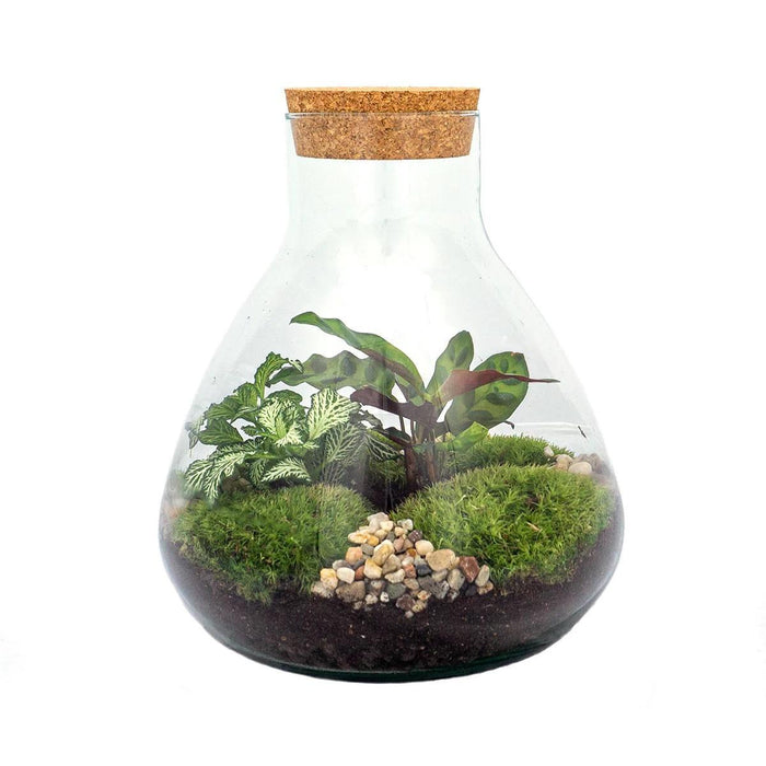 diy-terrarium-sammie-↕-27-cm