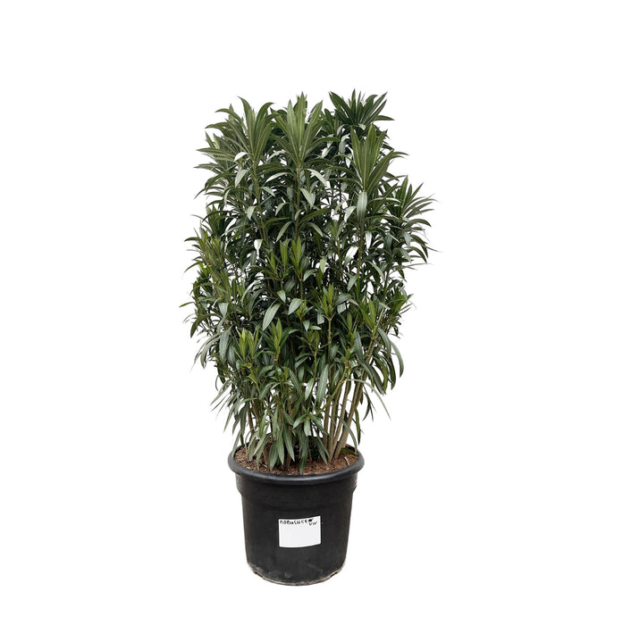 nerium-oleander-struik-190cm-o55