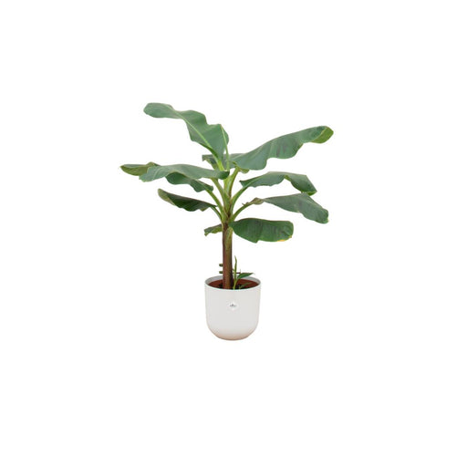 combi-deal-bananenplant-musa-inclusief-elho-jazz-round-wit-o23-120-cm