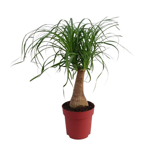 beaucarnea-maya-palm-stam-p19-o19cm-↕70cm