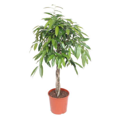 ficus-amstel-king-gevlochten-stam-140-cm-o30