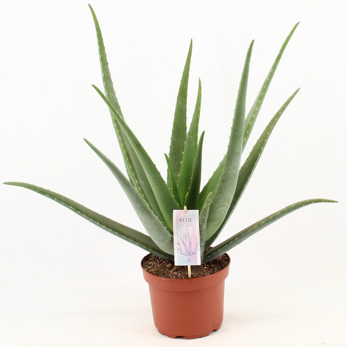 aloe-vera-o19cm-↕70cm