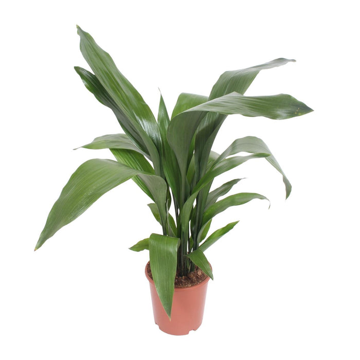 aspidistra-elatior-o19cm-↕80cm