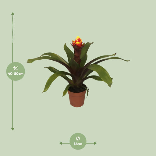 guzmania-crown-o12cm-↕45cm