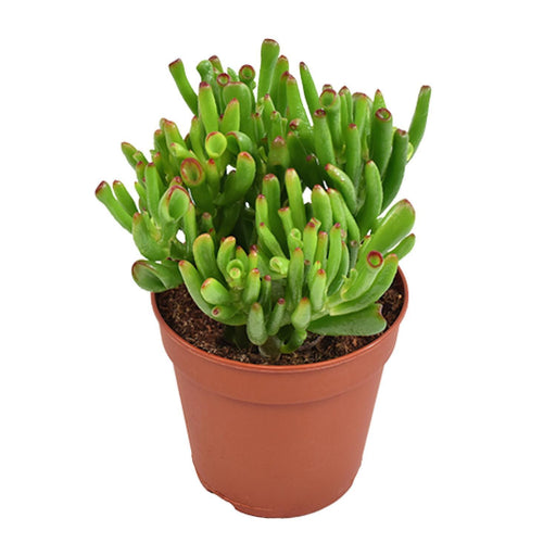 crassula-ovata-hobbit-o12cm-↕23cm