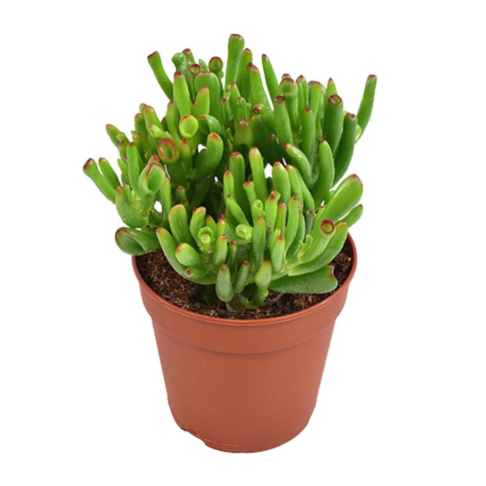 crassula-ovata-hobbit-o12cm-↕23cm