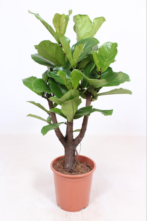 ficus-lyrata-o27-↕120