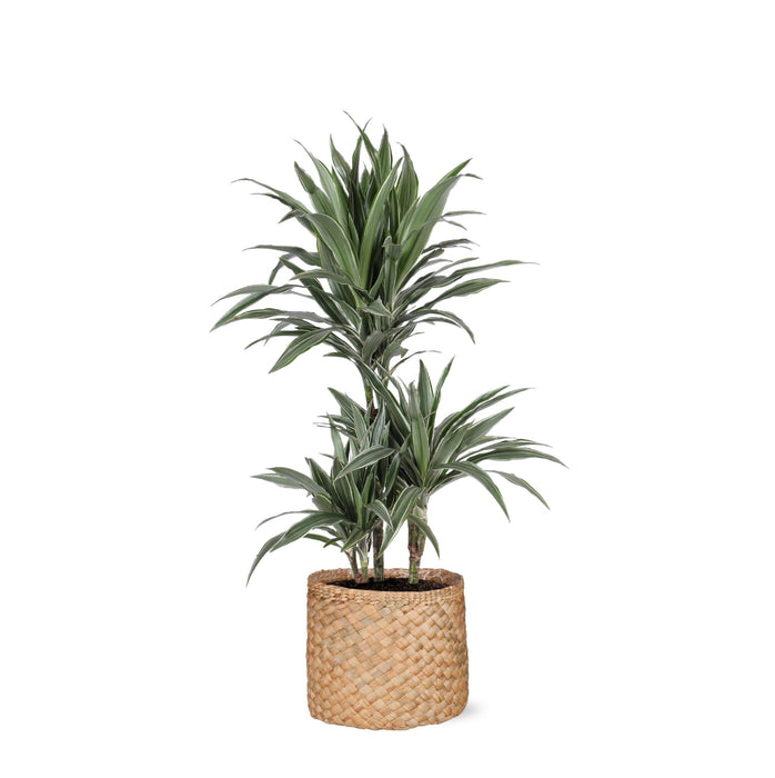 dracaena-warneckii-o21cm-↕65cm-in-albury-natural-mand