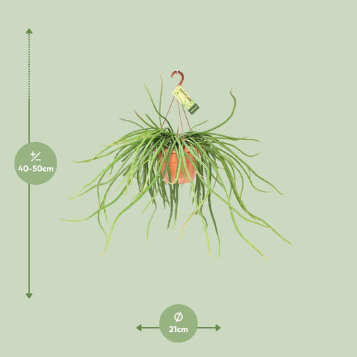 rhipsalis-selenicereus-wercklei-o21cm-↕50cm