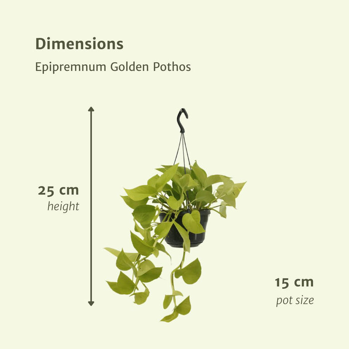 2x-epipremnum-golden-pothos-scindapsus-25cm-o15