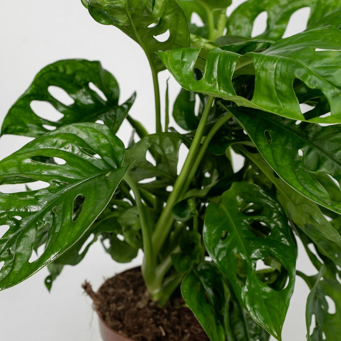 2x-monstera-monkey-leaf-gatenplant-30cm-o12