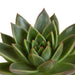 echeveria-mix-10-5-cm-3x-in-terracotta-pot