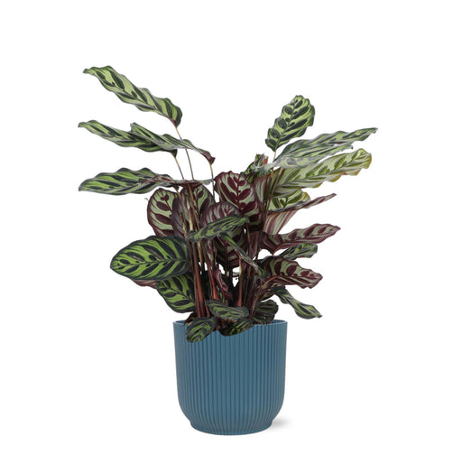 calathea-makoyana-o21cm-↕70cm-in-vibes-blue-pot