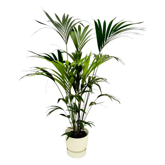 kentia-palm-inclusief-elho-greenville-round-wit-160cm-o30