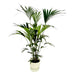 kentia-palm-inclusief-elho-greenville-round-wit-160cm-o30