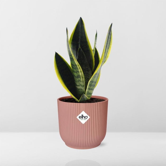 sansevieria-futura-superba-in-elho-vibes-fold-14cm-roze