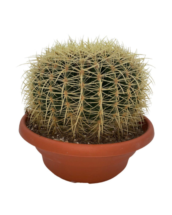 cactus-echiocactus-grusonii-normal-o24-cm-1x-↕23-28-cm