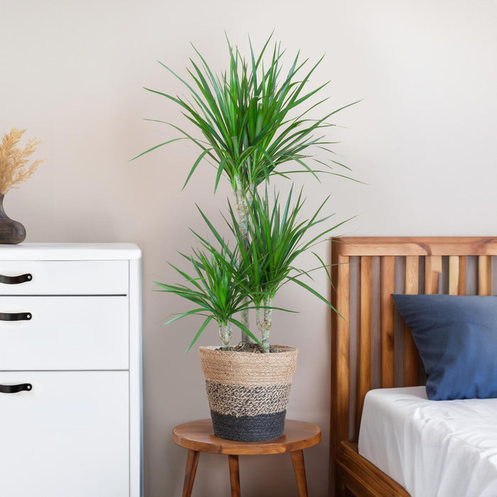 dracaena-marginata-met-lissabon-mand-zwart