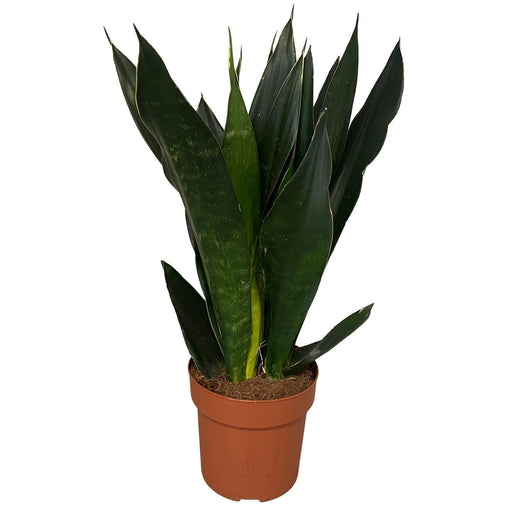 sansevieria-black-diamond-3pp-o17cm-↕60cm