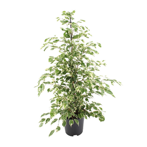 ficus-benjamina-twilight-o21cm-↕95cm