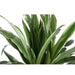 dracaena-warneckii-o21cm-↕65cm-in-boule-antraciet-pot