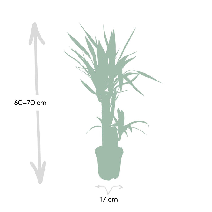 yucca-elephantipes-o17-85cm